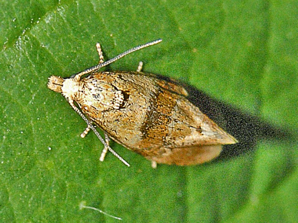 Tortricidae: Cochylidia rupicola